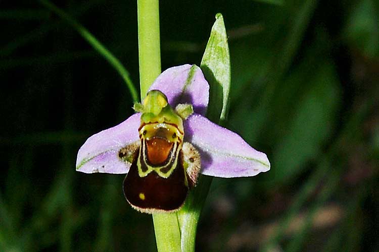 Een voor Nederland zeldzame orchideeënsoort, de bijenorchis, is op het Saenredam eiland waargenomen.